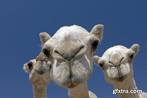 camels 10X JPEG