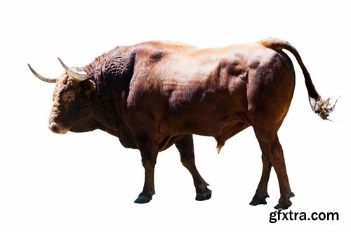 Collection bull cow 25 HQ Jpeg