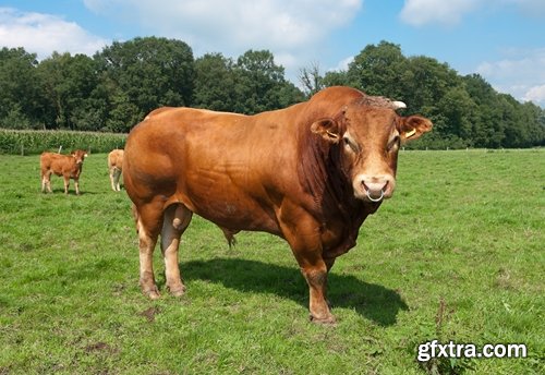 Collection bull cow 25 HQ Jpeg