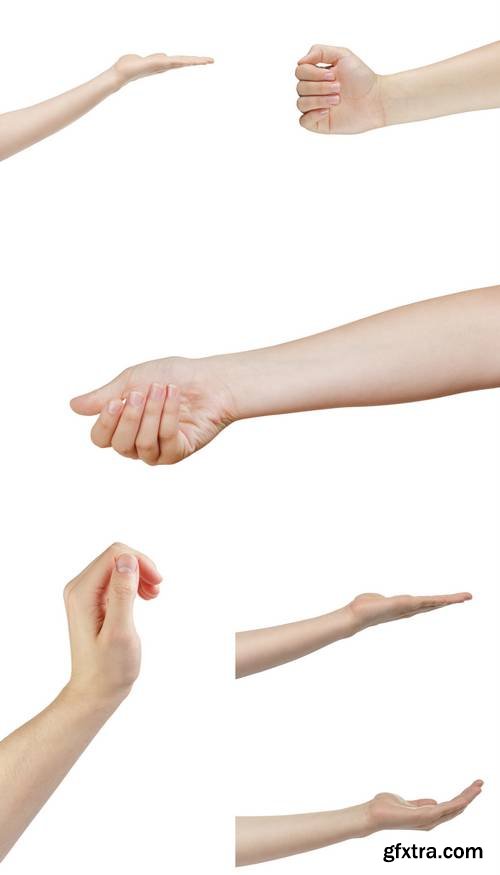 Adult Man Hand Isolated on White Background