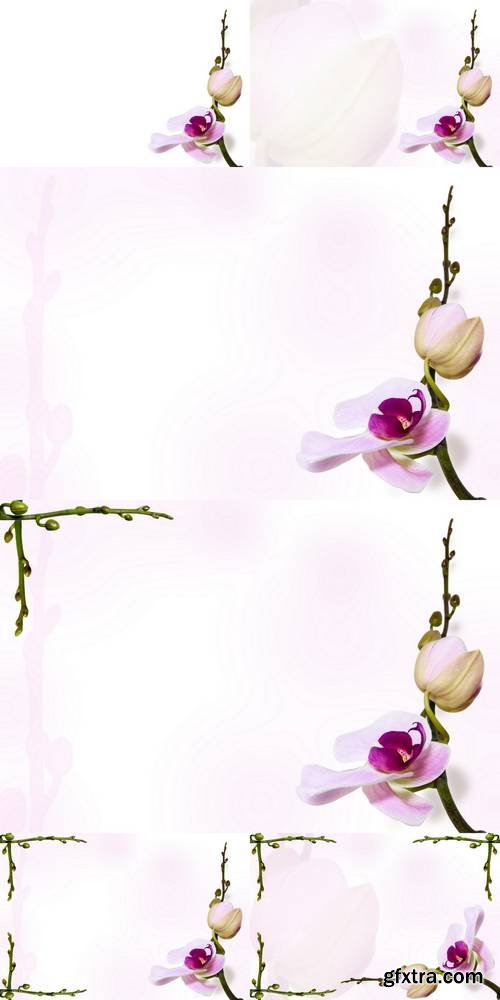 Orchid Background on Stem Backdrop