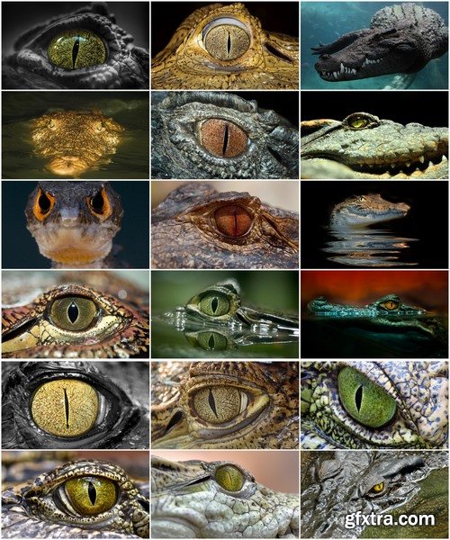 Eye crocodile Crocodile Head Leather Collection fear in water 25 HQ Jpeg