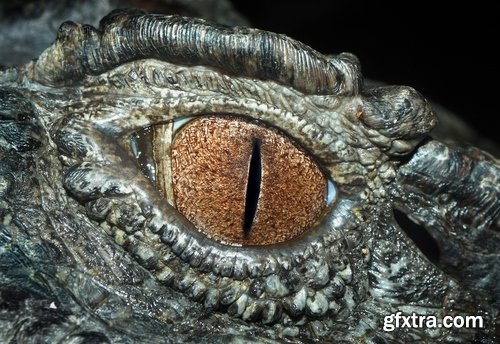 Eye crocodile Crocodile Head Leather Collection fear in water 25 HQ Jpeg