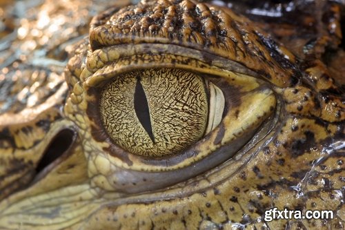 Eye crocodile Crocodile Head Leather Collection fear in water 25 HQ Jpeg