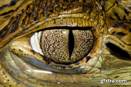 Eye crocodile Crocodile Head Leather Collection fear in water 25 HQ Jpeg