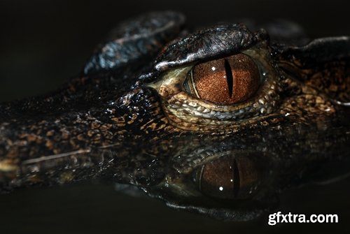 Eye crocodile Crocodile Head Leather Collection fear in water 25 HQ Jpeg