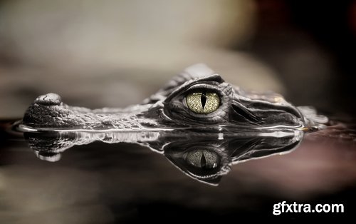 Eye crocodile Crocodile Head Leather Collection fear in water 25 HQ Jpeg