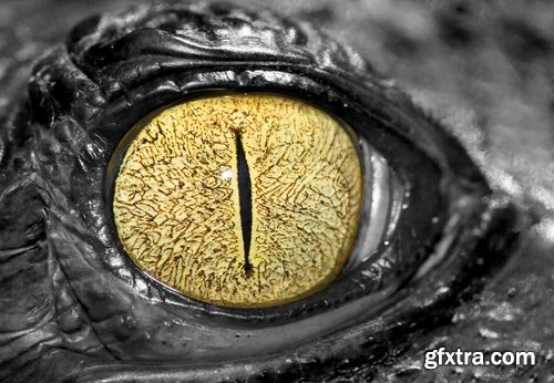 Eye crocodile Crocodile Head Leather Collection fear in water 25 HQ Jpeg