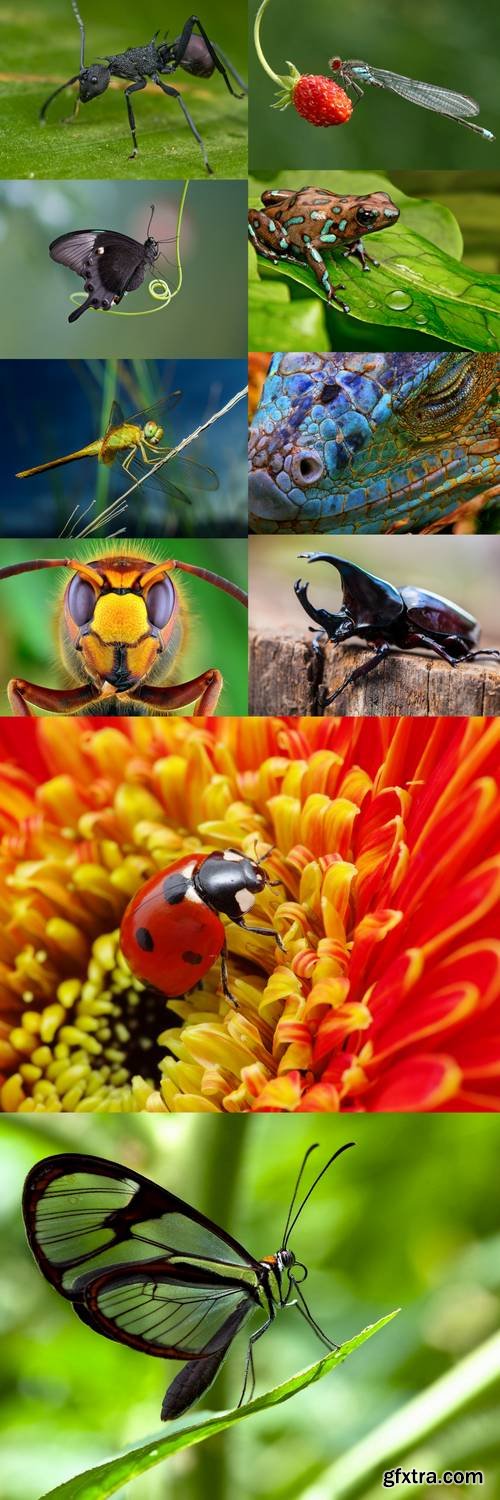 Macro Nature Collection - Animals