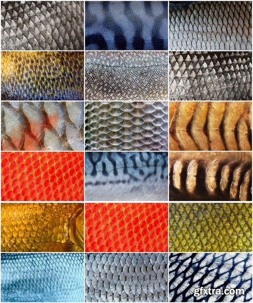 Collection of fish scales background is leather skin 25 HQ Jpeg