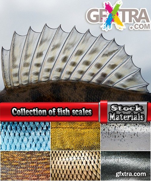 Collection of fish scales background is leather skin 25 HQ Jpeg