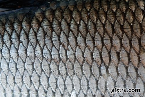 Collection of fish scales background is leather skin 25 HQ Jpeg