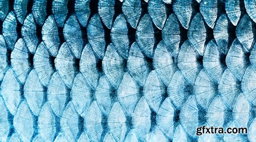 Collection of fish scales background is leather skin 25 HQ Jpeg