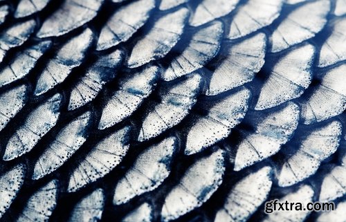 Collection of fish scales background is leather skin 25 HQ Jpeg