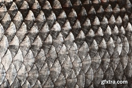 Collection of fish scales background is leather skin 25 HQ Jpeg