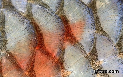 Collection of fish scales background is leather skin 25 HQ Jpeg