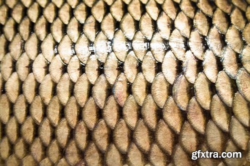 Collection of fish scales background is leather skin 25 HQ Jpeg