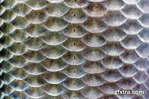 Collection of fish scales background is leather skin 25 HQ Jpeg