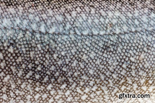 Collection of fish scales background is leather skin 25 HQ Jpeg