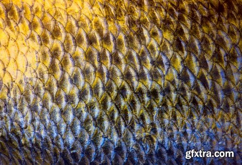 Collection of fish scales background is leather skin 25 HQ Jpeg