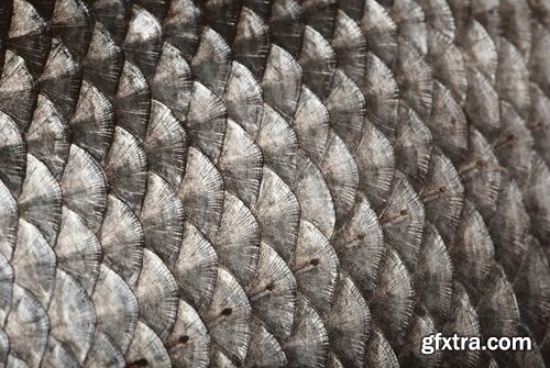 Collection of fish scales background is leather skin 25 HQ Jpeg