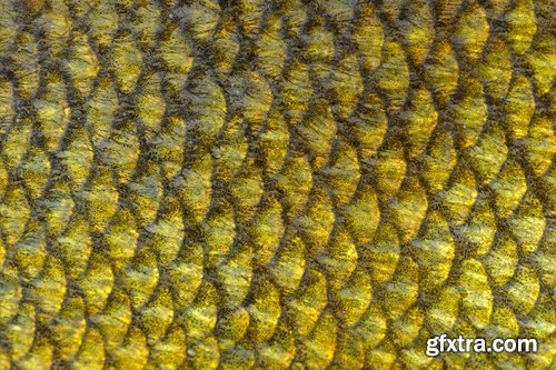 Collection of fish scales background is leather skin 25 HQ Jpeg