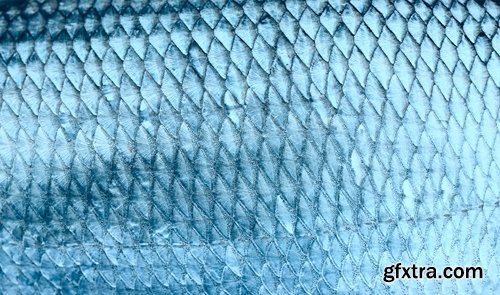 Collection of fish scales background is leather skin 25 HQ Jpeg