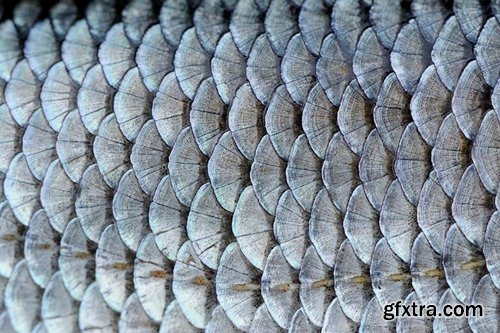 Collection of fish scales background is leather skin 25 HQ Jpeg