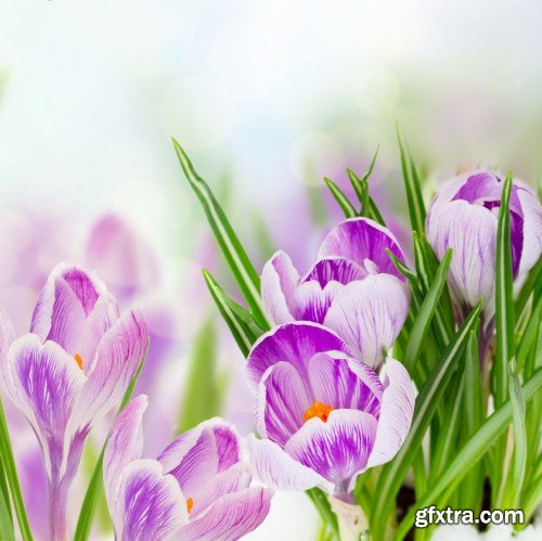 Spring flowers, tulips, crocuses, hyacinths