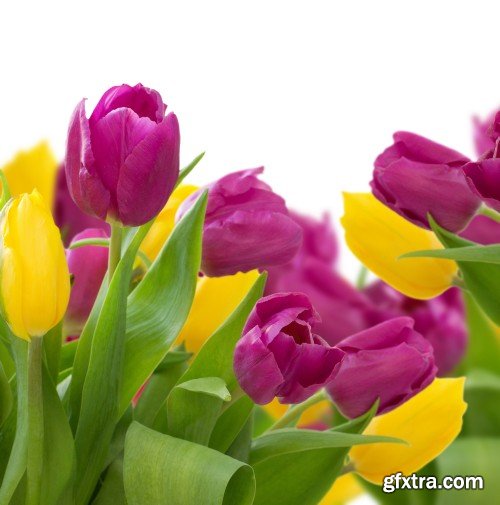 Spring flowers, tulips, crocuses, hyacinths