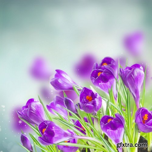 Spring flowers, tulips, crocuses, hyacinths