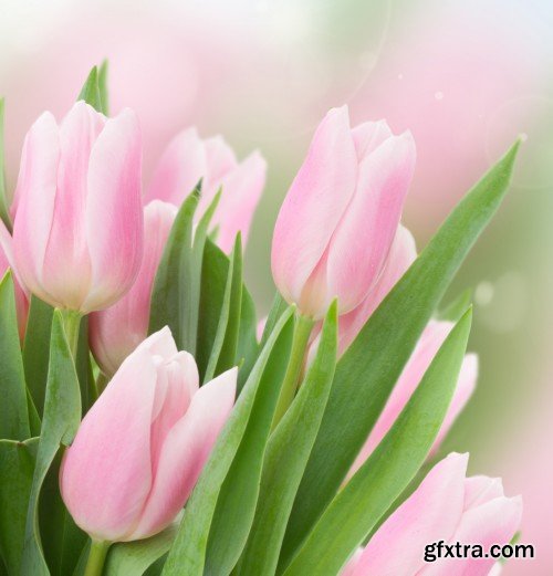 Spring flowers, tulips, crocuses, hyacinths