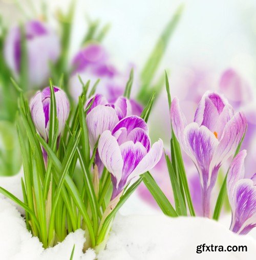 Spring flowers, tulips, crocuses, hyacinths