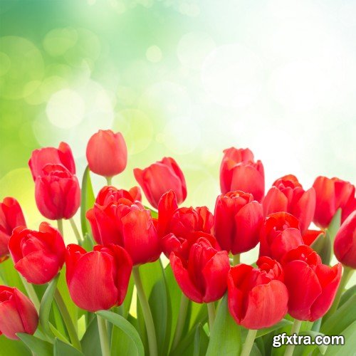 Spring flowers, tulips, crocuses, hyacinths