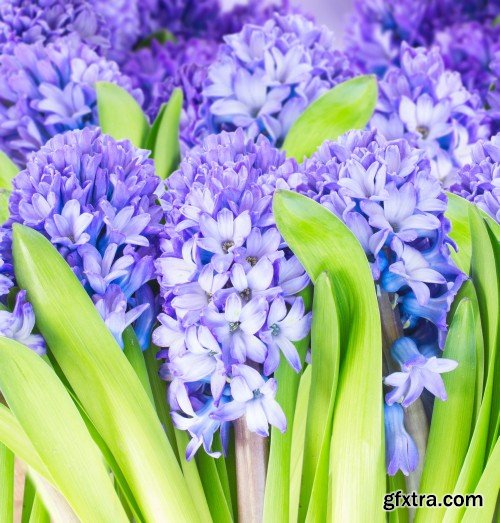 Spring flowers, tulips, crocuses, hyacinths