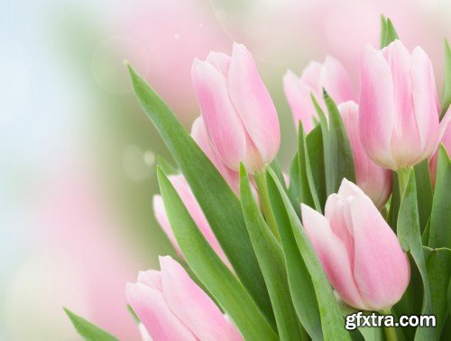 Spring flowers, tulips, crocuses, hyacinths