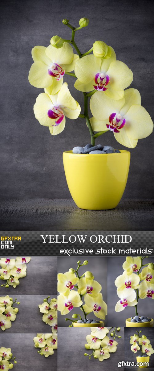 Yellow Orchid - 7 UHQ JPEG