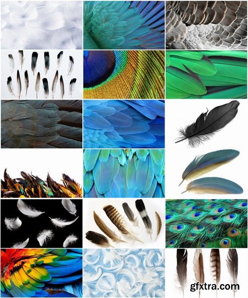 Collection feather feathers wing background is 25 HQ Jpeg