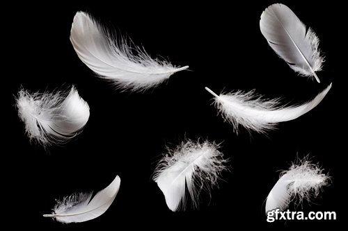 Collection feather feathers wing background is 25 HQ Jpeg