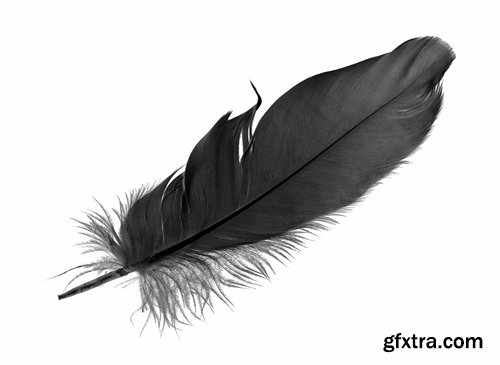 Collection feather feathers wing background is 25 HQ Jpeg