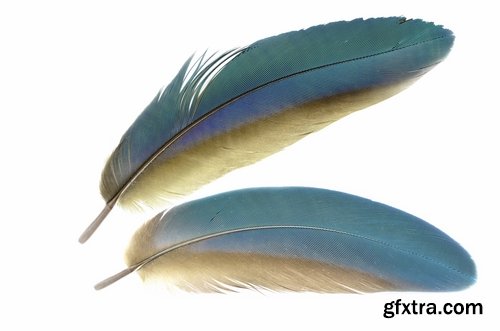 Collection feather feathers wing background is 25 HQ Jpeg