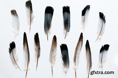 Collection feather feathers wing background is 25 HQ Jpeg