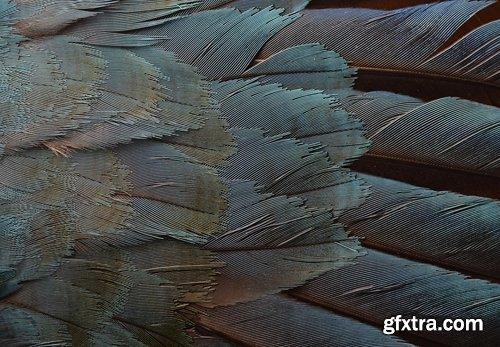 Collection feather feathers wing background is 25 HQ Jpeg