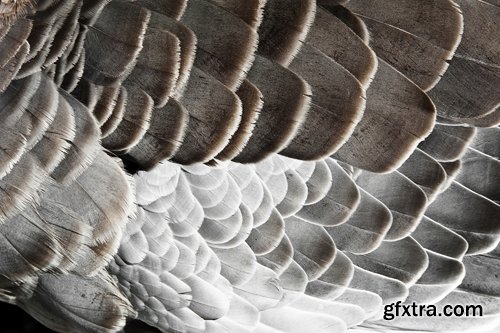 Collection feather feathers wing background is 25 HQ Jpeg