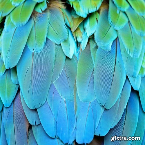 Collection feather feathers wing background is 25 HQ Jpeg