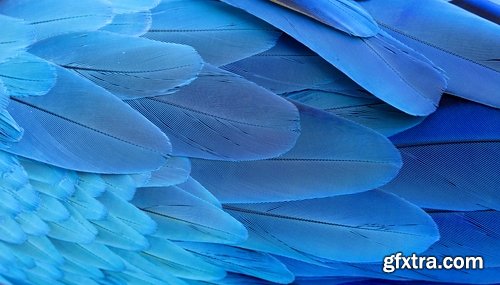 Collection feather feathers wing background is 25 HQ Jpeg