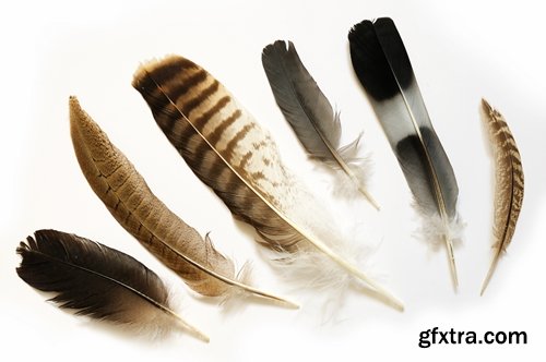 Collection feather feathers wing background is 25 HQ Jpeg