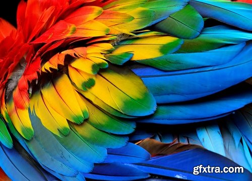 Collection feather feathers wing background is 25 HQ Jpeg