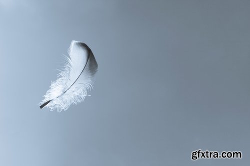 Collection feather feathers wing background is 25 HQ Jpeg