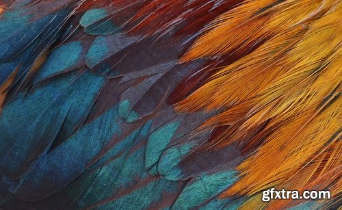 Collection feather feathers wing background is 25 HQ Jpeg